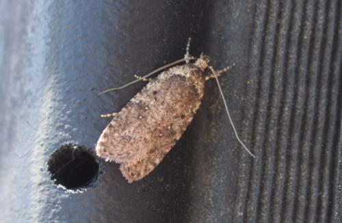 Réf. 346 668 : Agonopterix sp.